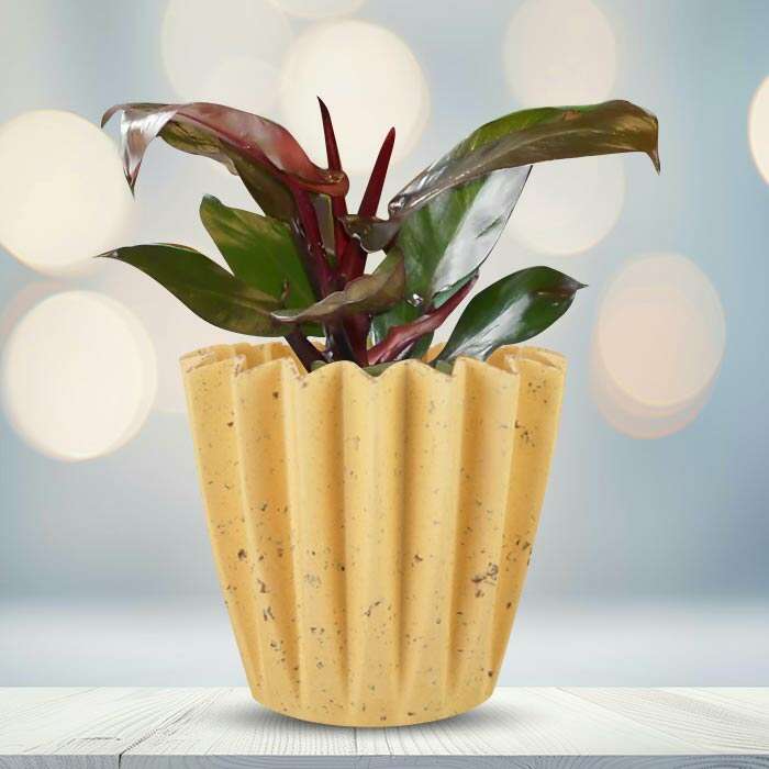 P-Philodendron-Red-Cherry-13cm-WPOT5_2