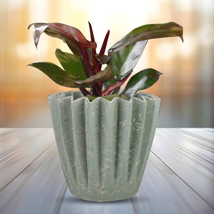 Philodendron Red Cherry with Sage Green Pot