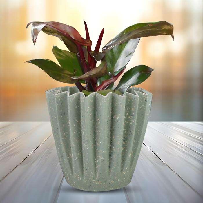 P-Philodendron-Red-Cherry-13cm-WPOT6_2