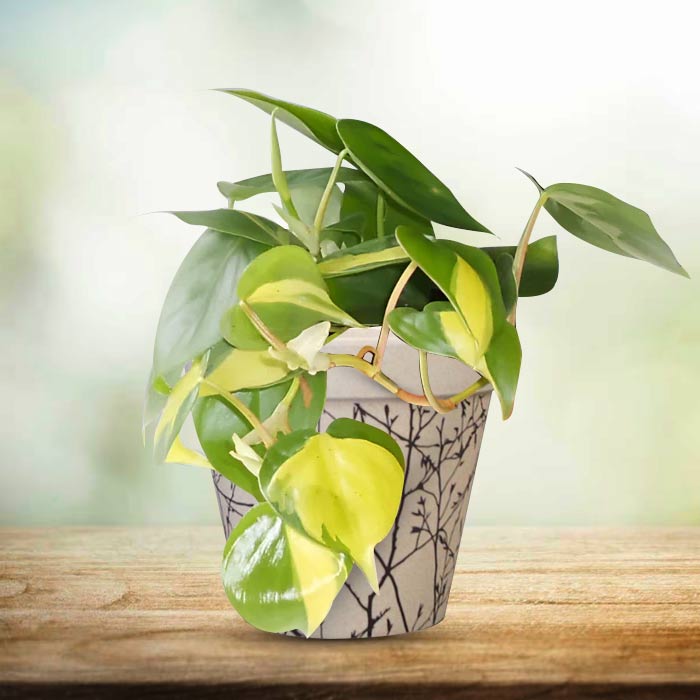 Philodendron Scandens Brazil with Bamboo Plant Pot