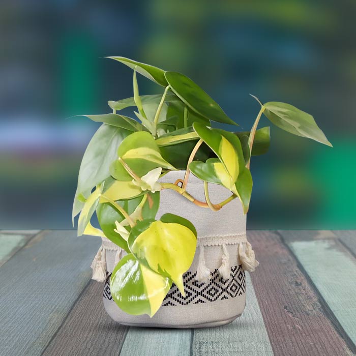 Philodendron Scandens Brazil with Cotton Pot