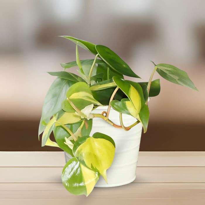 P-Philodendron-Scandens-Brazil-13cm-WPOT3_2