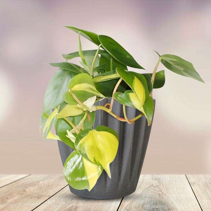 P-Philodendron-Scandens-Brazil-13cm-WPOT4_2