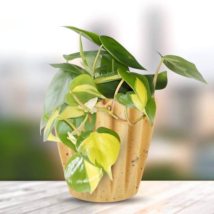 Philodendron Scandens Brazil with Yellow Plant Pot