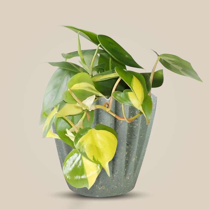 P-Philodendron-Scandens-Brazil-13cm-WPOT6_2