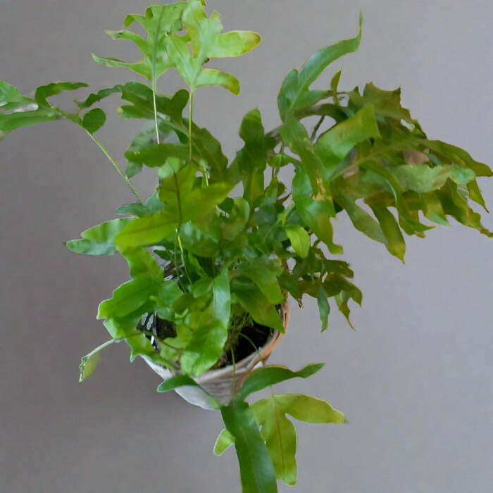 P-Phlebodium-13cm-OPP_2