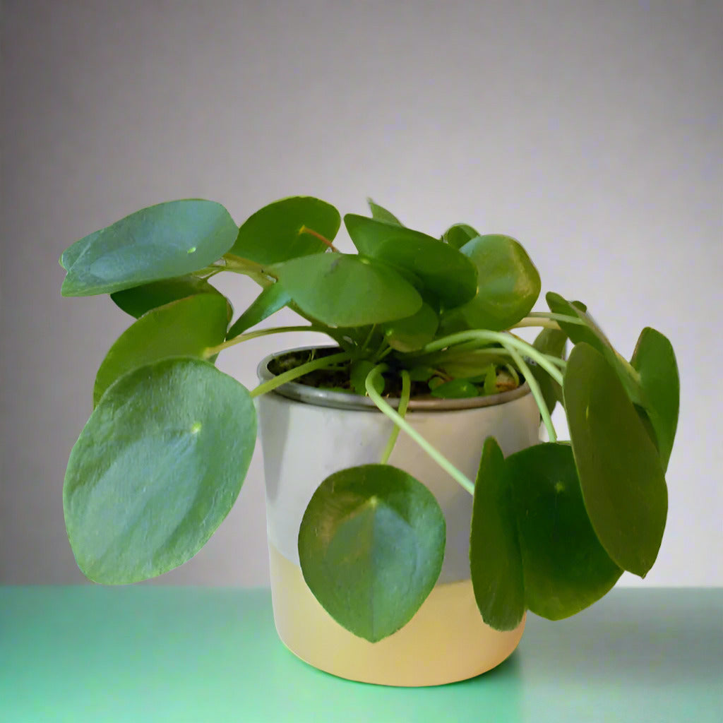 Pilea Peperomioides Houseplant in a plant pot