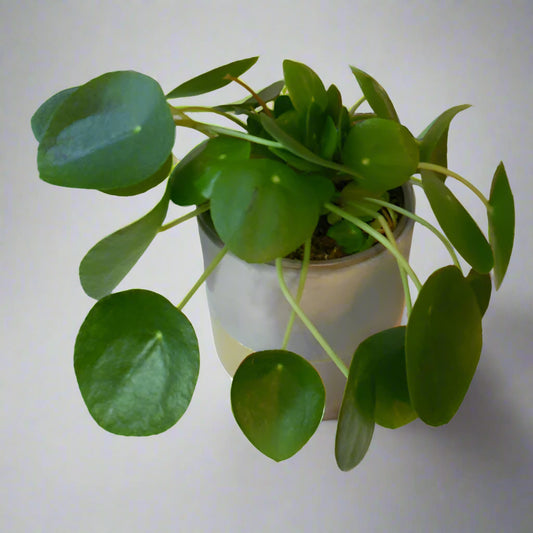 Chinese Money Plant in a pot