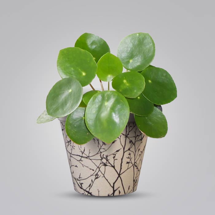 Pilea Peperomioides Houseplant in a 13cm Nursery Pot with Bamboo Plant Pot