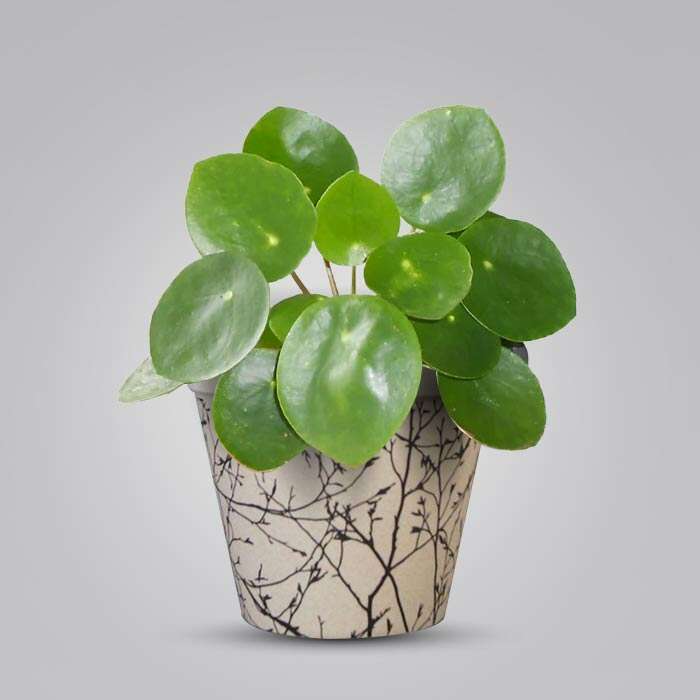 P-Pilea-peperomioides-13cm-WPOT1
