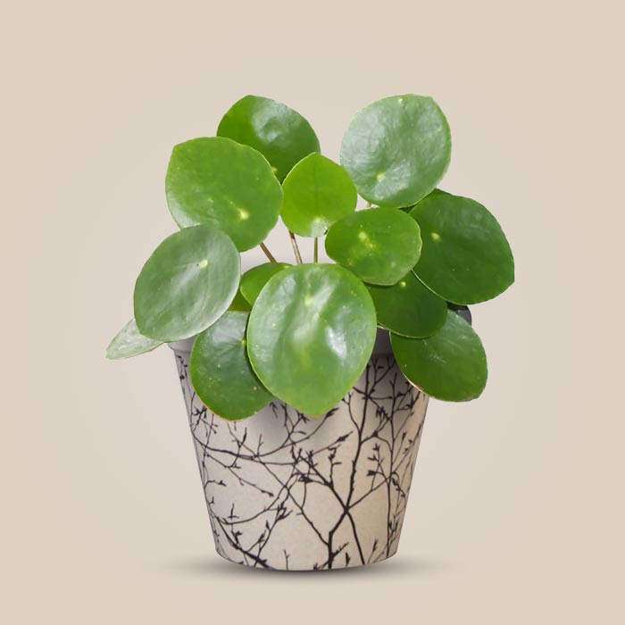Pilea Peperomioides Houseplant in a 13cm Nursery Pot with Bamboo Plant Pot