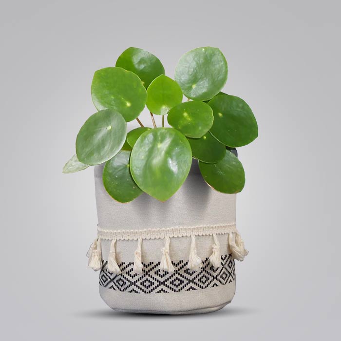 Pilea Peperomioides House Plant in a 13cm Nursery Pot with Cotton Pot