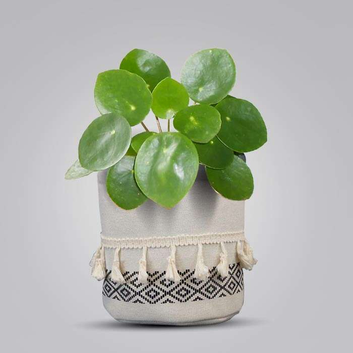 P-Pilea-peperomioides-13cm-WPOT2