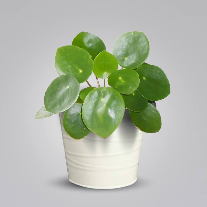 Pilea Peperomioides Indoor Plant in a 13cm Nursery Pot with White Metal Pot