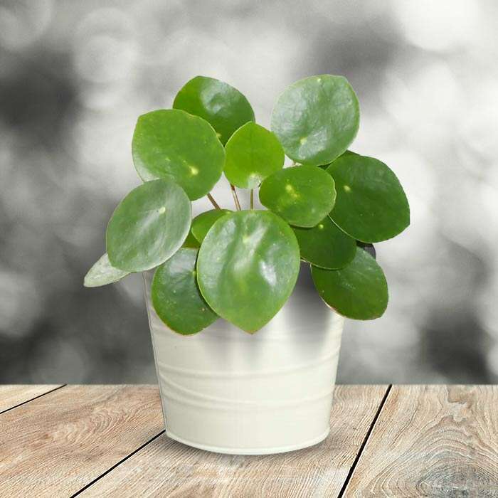 P-Pilea-peperomioides-13cm-WPOT3_2