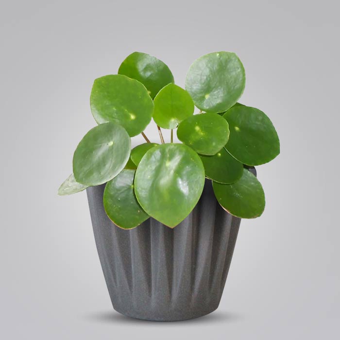 Pilea Peperomioides Indoor Houseplant in a 13cm Nursery Pot with Grey Pot