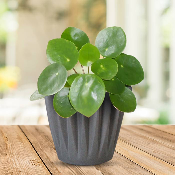 Pilea Peperomioides Indoor Houseplant in a 13cm Nursery Pot with Grey Pot