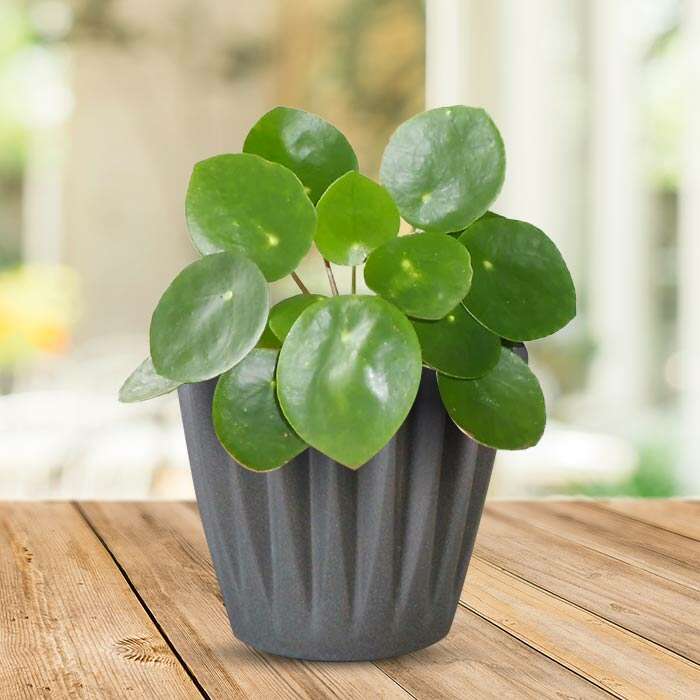 P-Pilea-peperomioides-13cm-WPOT4_2