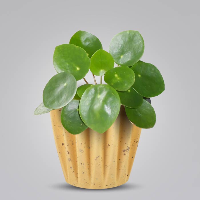 Pilea Peperomioides Indoor House Plant in a 13cm Nursery Pot with Yellow Plant Pot