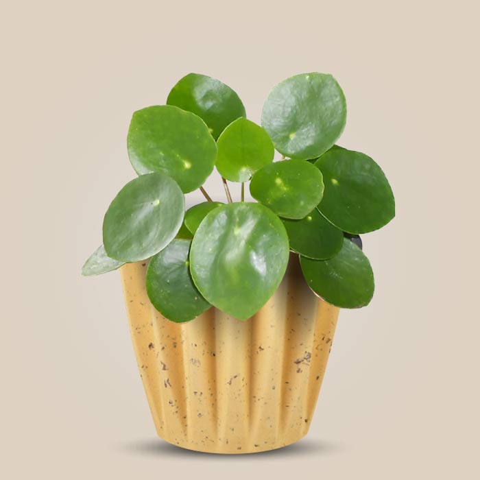 Pilea Peperomioides Indoor House Plant in a 13cm Nursery Pot with Yellow Plant Pot