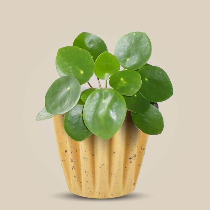 P-Pilea-peperomioides-13cm-WPOT5_3