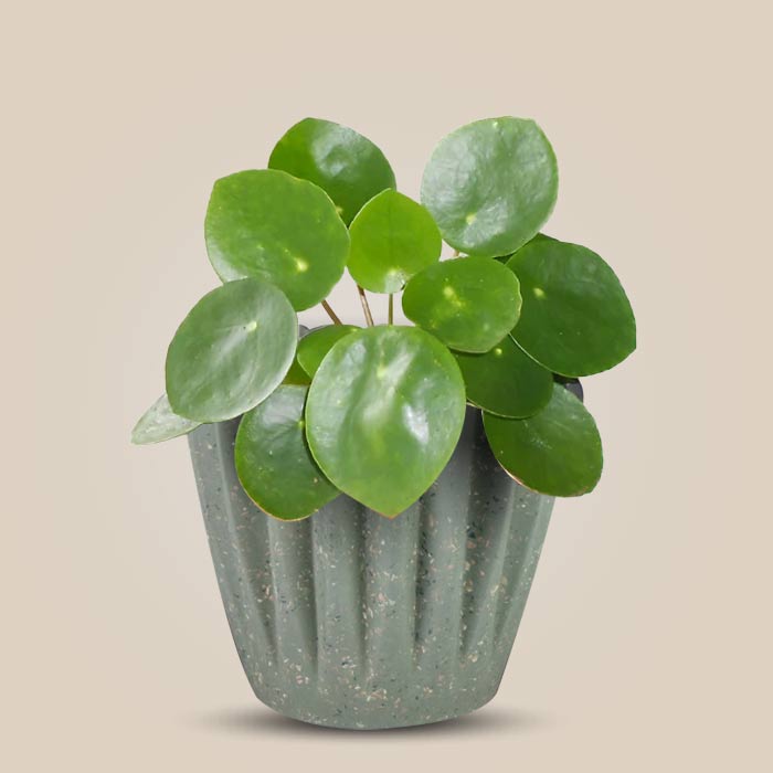 Pilea Peperomioides Houseplant in a 13cm Nursery Pot with Sage Green Pot
