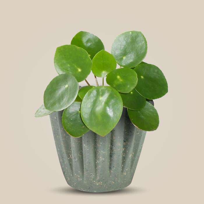 P-Pilea-peperomioides-13cm-WPOT6