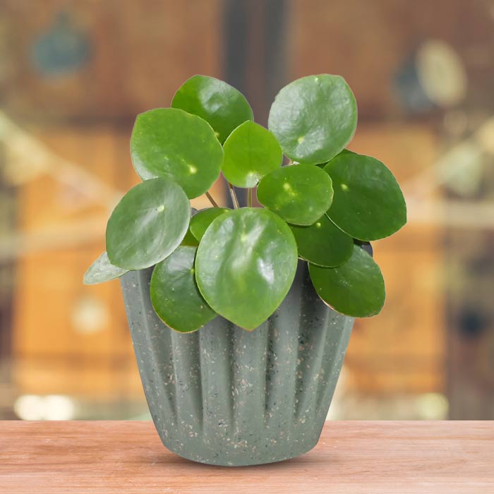 Pilea Peperomioides with Sage Green Pot