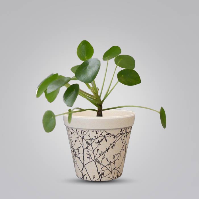 Pilea Peperomioides Houseplant in a 9cm Nursery Pot with Bamboo Plant Pot
