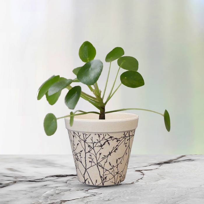 Pilea Peperomioides Houseplant in a 9cm Nursery Pot with Bamboo Plant Pot