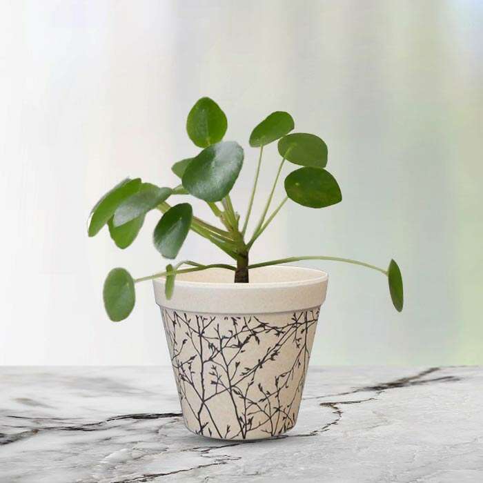 P-Pilea-peperomioides-9cm-WPOT1_2