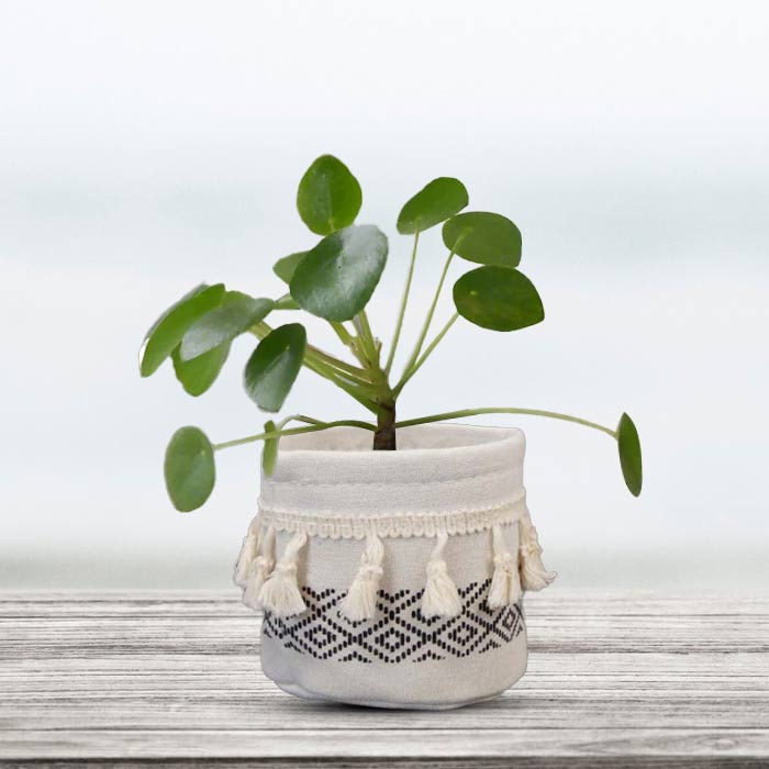 Pilea Peperomioides House Plant in a 9cm Nursery Pot with Cotton Pot