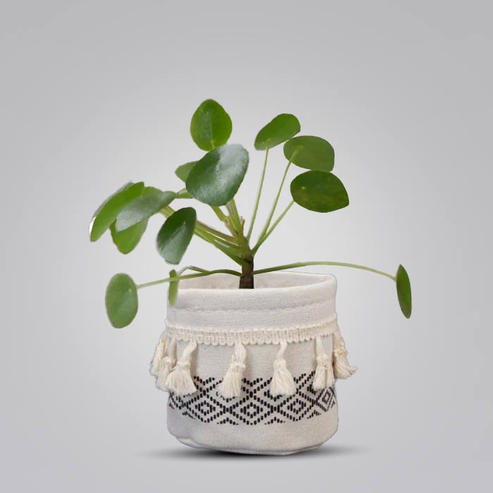 Pilea Peperomioides House Plant in a 9cm Nursery Pot with Cotton Pot