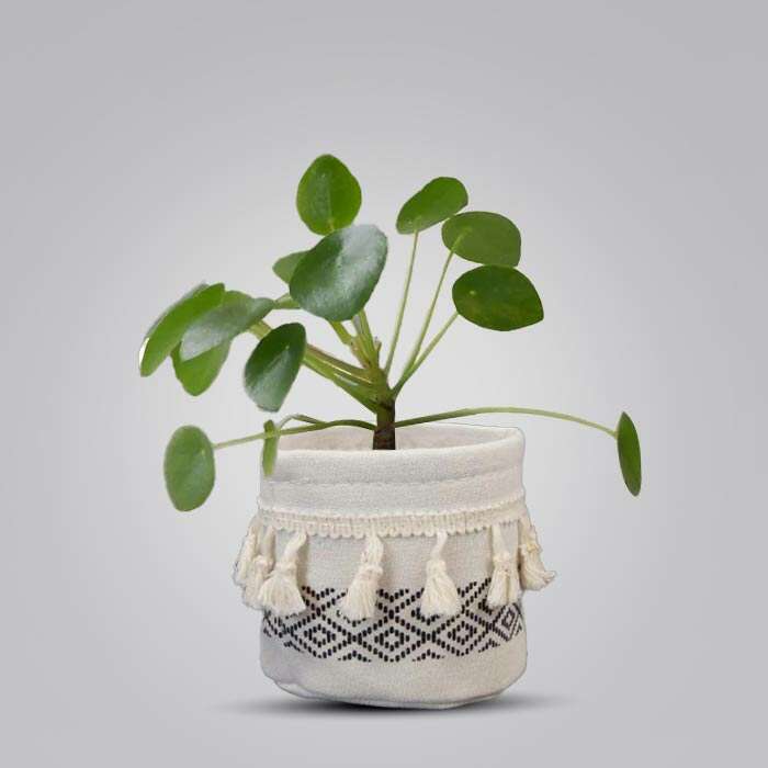 P-Pilea-peperomioides-9cm-WPOT2_2