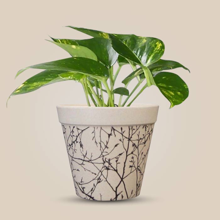 Scindapsus Aureus with Bamboo Plant Pot