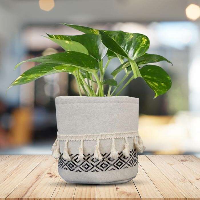 P-Scindapsus-Aureus-13cm-WPOT2