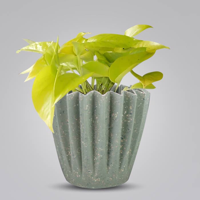 Scindapsus Golden Queen Houseplant in a 13cm Nursery Pot with Sage Green Pot