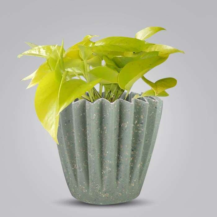 P-Scindapsus-Golden-Queen-13cm-WPOT6