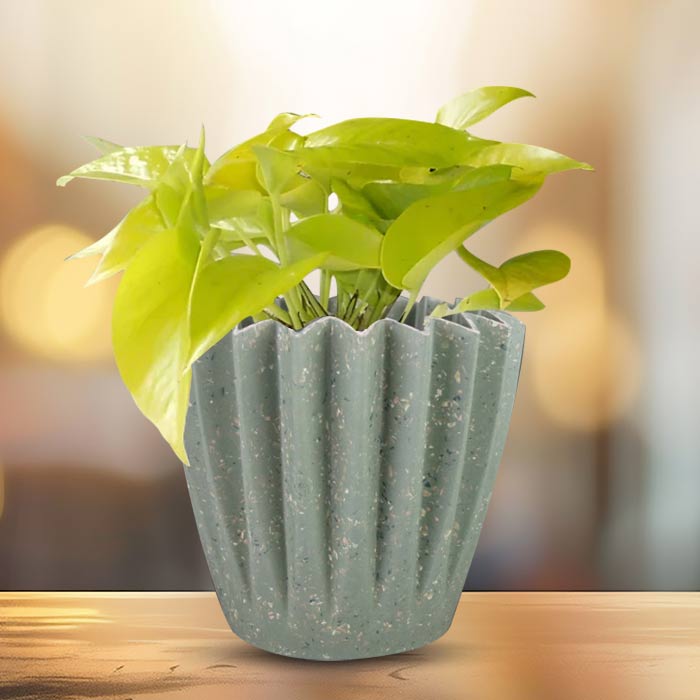 Scindapsus Golden Queen with Sage Green Pot