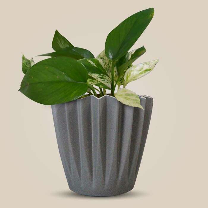 P-Scindapsus-Marble-Queen-13cm-WPOT4