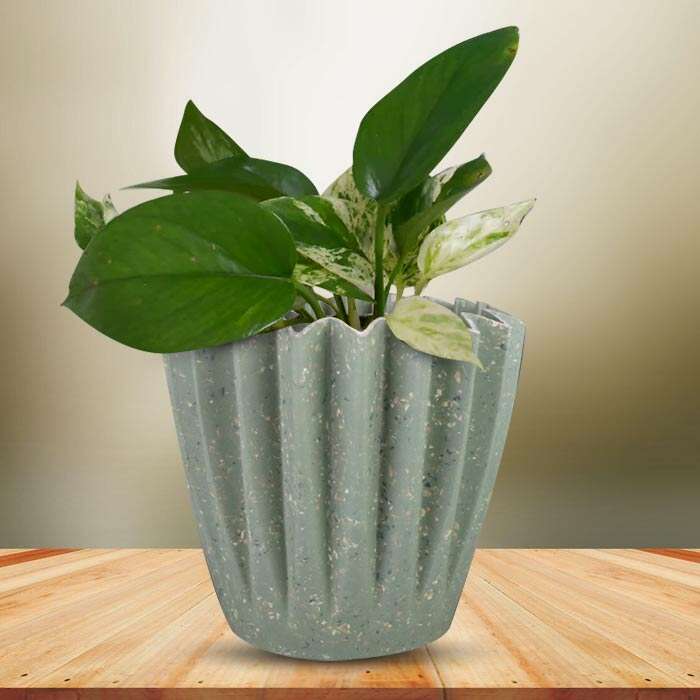P-Scindapsus-Marble-Queen-13cm-WPOT6