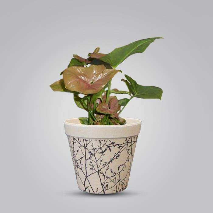 P-Syngonium-Infra-Red-9cm-WPOT1_3
