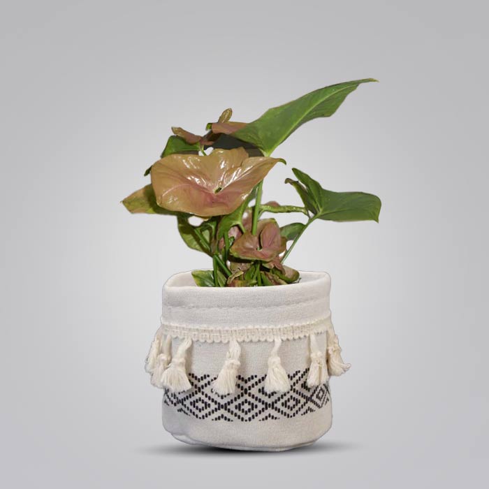 Syngonium Infra Red with Cotton Pot