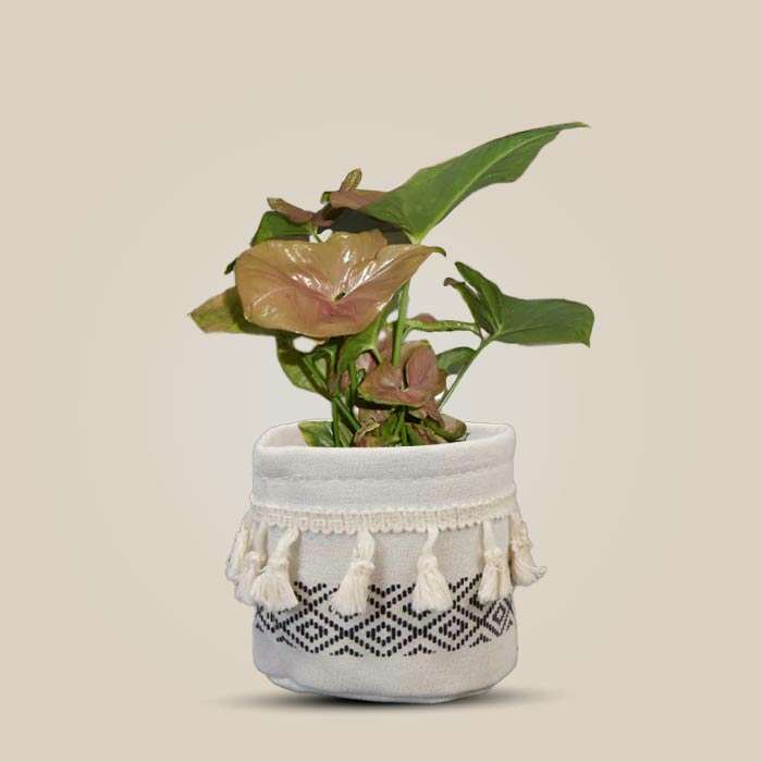 P-Syngonium-Infra-Red-9cm-WPOT2_3