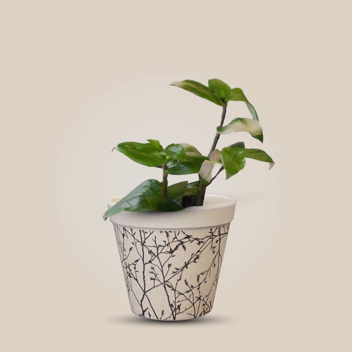 Tradescantia Maidens Blush with Bamboo Plant Pot