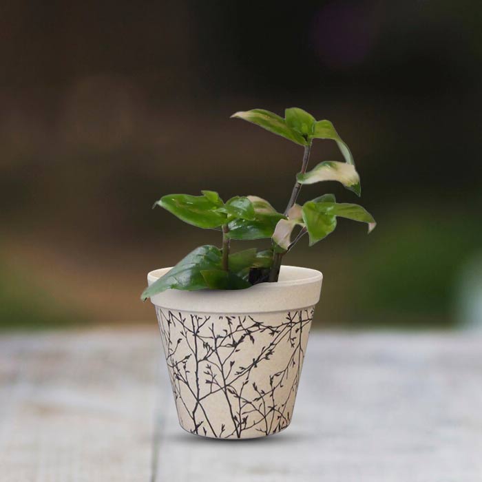 Tradescantia Maidens Blush with Bamboo Plant Pot