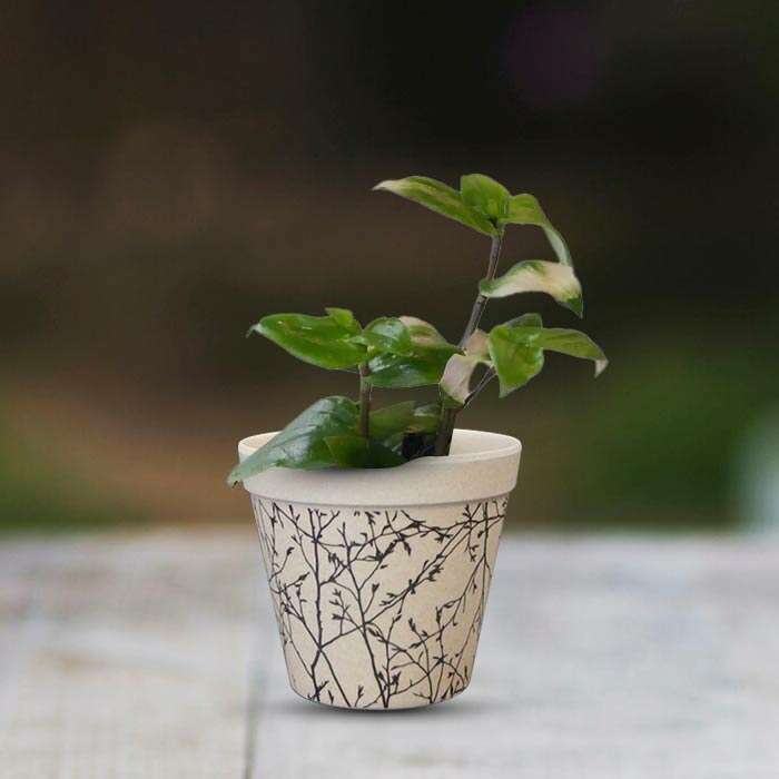 P-Tradescantia-Maidens-Blush-9cm-WPOT1_2