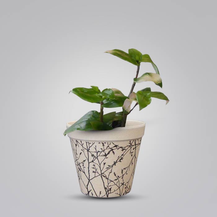 Tradescantia Maidens Blush with Bamboo Plant Pot