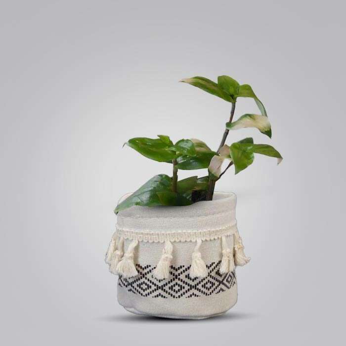 P-Tradescantia-Maidens-Blush-9cm-WPOT2_2