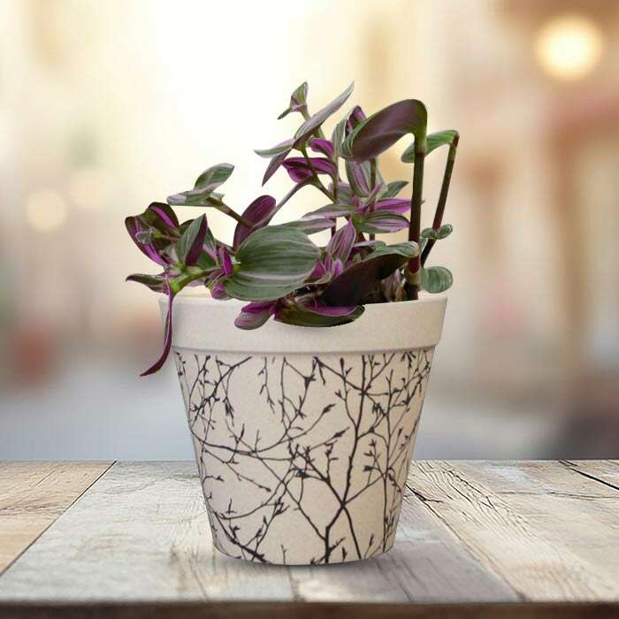 P-Tradescantia-Nanouk-13cm-WPOT1